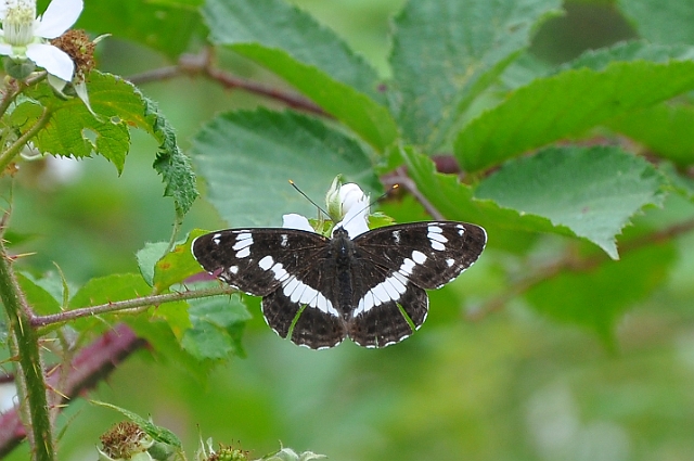 white admiral butterfly-2.jpg - WHITE ADMIRAL  - ALICE HOLT FOREST, HANTS - 5.7.09